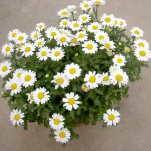 5628b0f2afa55a92ddaefa28e13b7337.webp